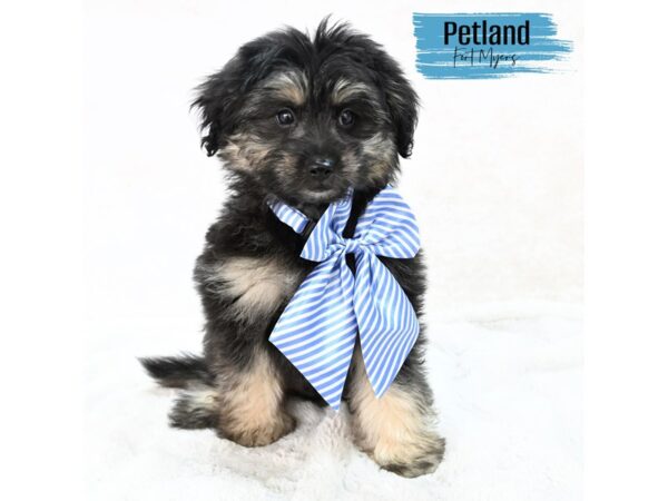 Pomapoo--Male---Petland Fort Myers, Florida