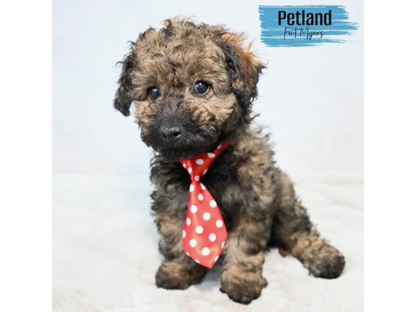 Poodle--Male---Petland Fort Myers, Florida