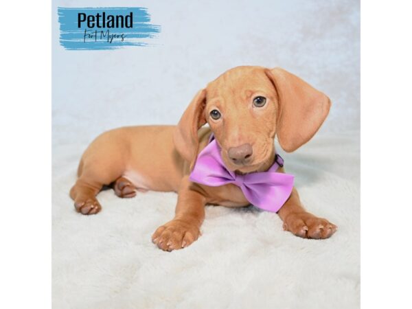Dachshund--Male---Petland Fort Myers, Florida