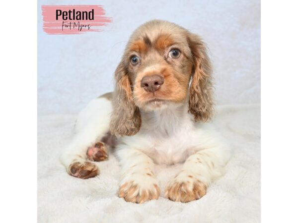 Cocker Spaniel--Female---Petland Fort Myers, Florida