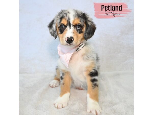 Australian Shepherd--Female---Petland Fort Myers, Florida