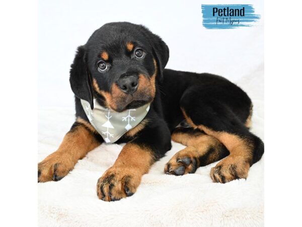 Rottweiler--Male---Petland Fort Myers, Florida