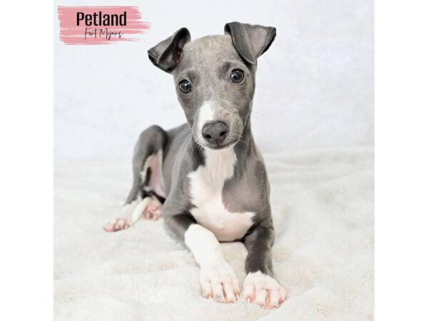 Italian Greyhound--Female---Petland Fort Myers, Florida