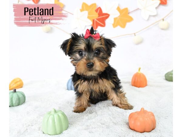 Yorkshire Terrier--Female---Petland Fort Myers, Florida