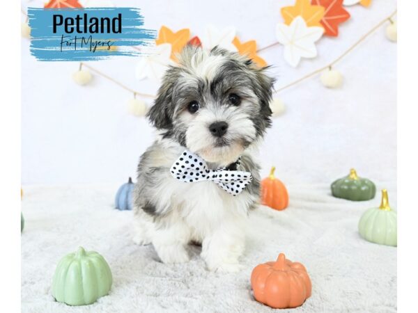 Havanese--Male---Petland Fort Myers, Florida