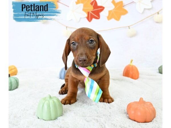 Dachshund--Male---Petland Fort Myers, Florida