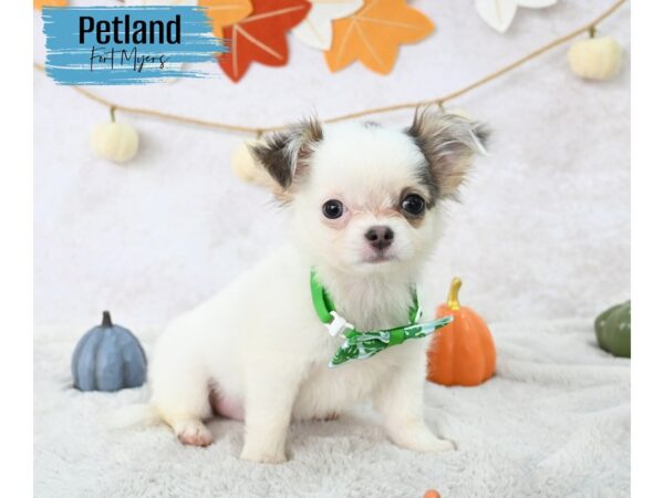 Chihuahua--Male---Petland Fort Myers, Florida