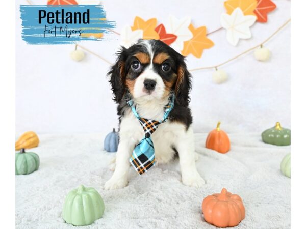 Cavalier King Charles Spaniel--Male---Petland Fort Myers, Florida