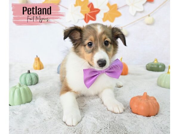 Shetland Sheepdog--Female---Petland Fort Myers, Florida