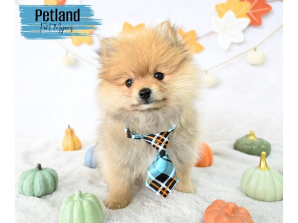 Pomeranian--Male---Petland Fort Myers, Florida