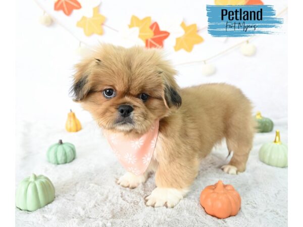 Pekingese--Male---Petland Fort Myers, Florida
