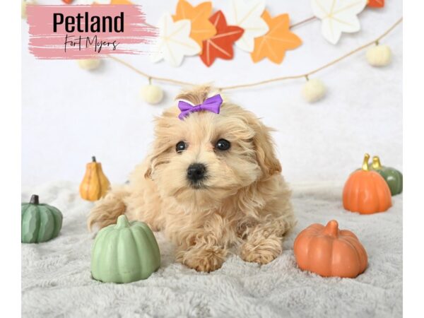 Malti-Poo--Female---Petland Fort Myers, Florida