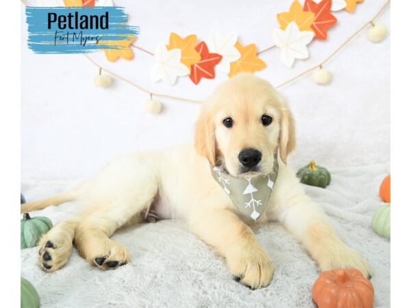 Golden Retriever--Male---Petland Fort Myers, Florida