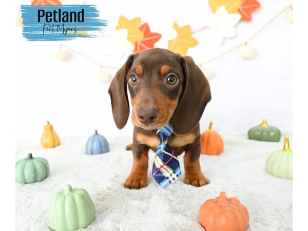 Dachshund--Male---Petland Fort Myers, Florida