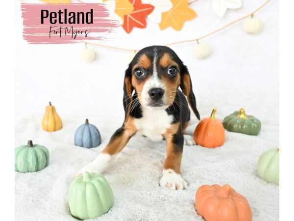 Beagle--Female---Petland Fort Myers, Florida