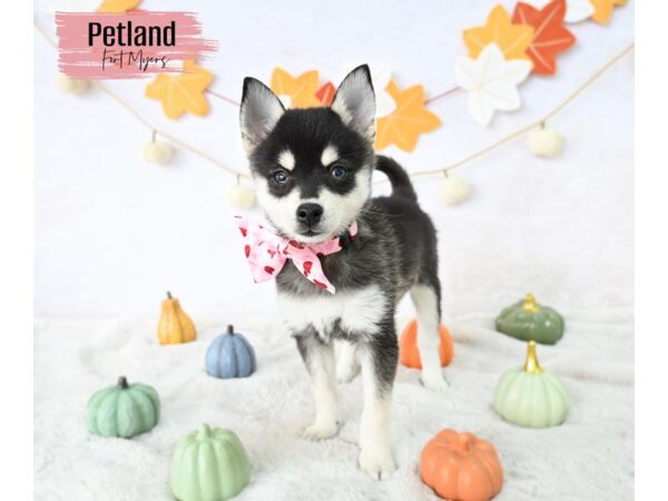 Alaskan Klee Kai--Female---Petland Fort Myers, Florida