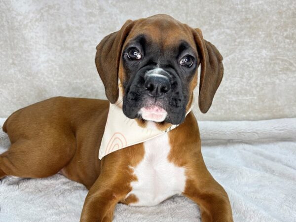 Boxer--Female---Petland Fort Myers, Florida