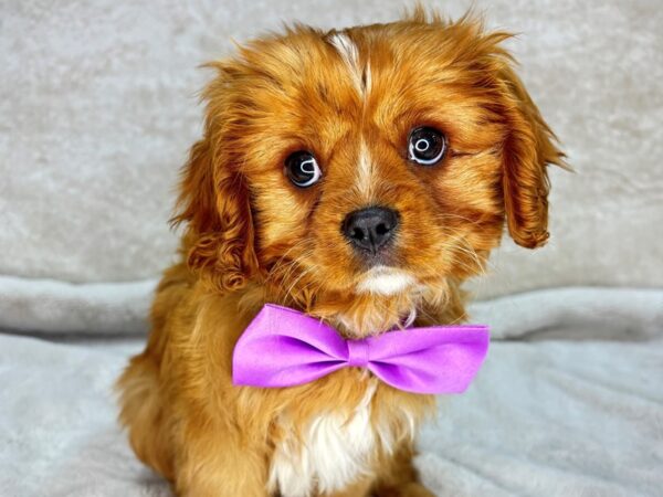 Cavalier King Charles Spaniel--Male---Petland Fort Myers, Florida
