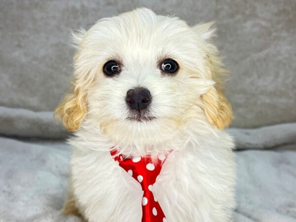 Cavapoo--Male---Petland Fort Myers, Florida