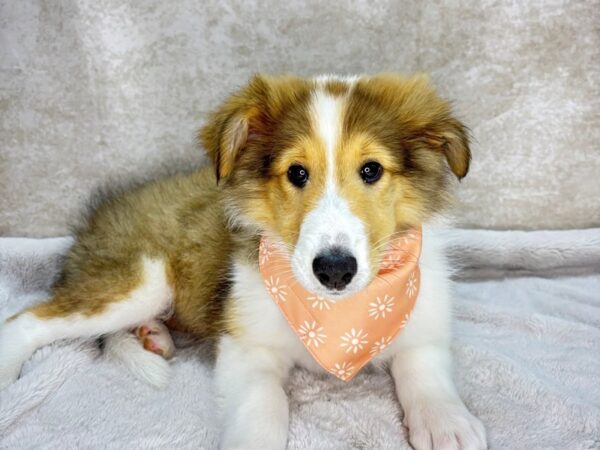 Collie--Female---Petland Fort Myers, Florida