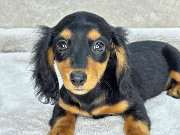 Dachshund--Female---Petland Fort Myers, Florida