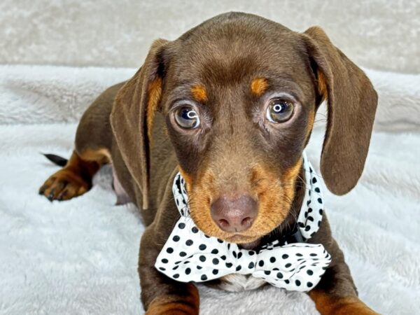 Dachshund--Male---Petland Fort Myers, Florida
