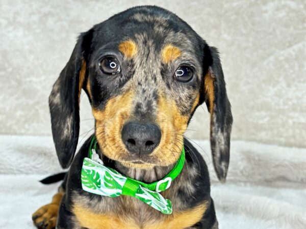 Dachshund--Male---Petland Fort Myers, Florida