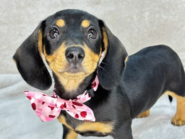 Dachshund--Female---Petland Fort Myers, Florida