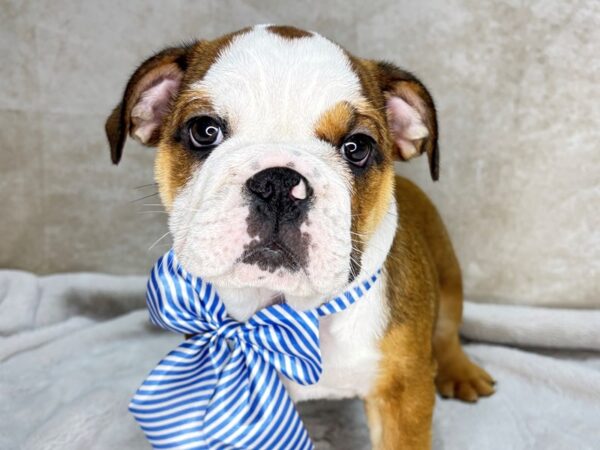 English Bulldog--Male---Petland Fort Myers, Florida