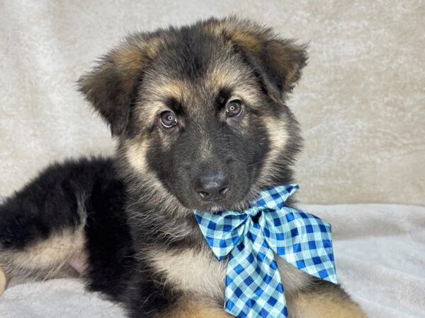 German Shepherd--Male---Petland Fort Myers, Florida