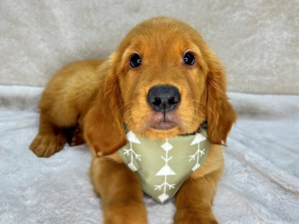 Golden Retriever--Male---Petland Fort Myers, Florida