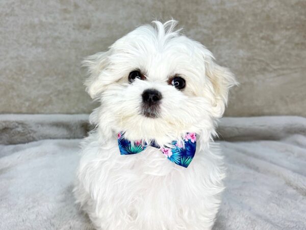 Maltese--Male---Petland Fort Myers, Florida