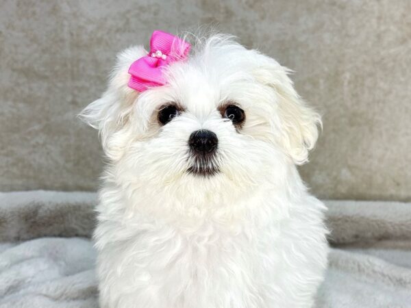 Maltese--Female---Petland Fort Myers, Florida