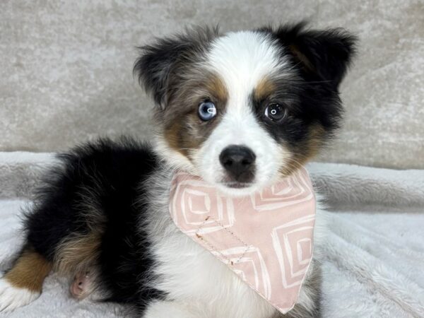 Miniature Australian Shepherd--Female---Petland Fort Myers, Florida