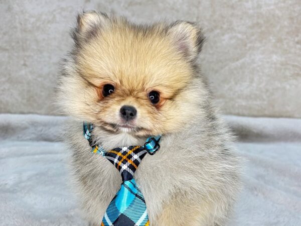 Pomeranian--Male---Petland Fort Myers, Florida
