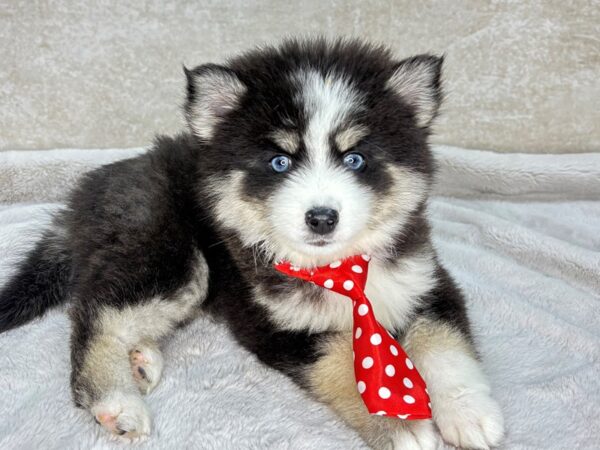 Pomsky--Male---Petland Fort Myers, Florida