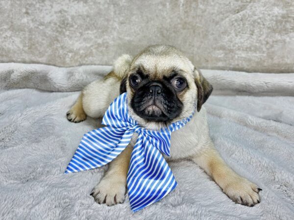 Pug--Male---Petland Fort Myers, Florida