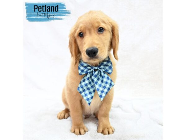 Golden Retriever--Male---Petland Fort Myers, Florida
