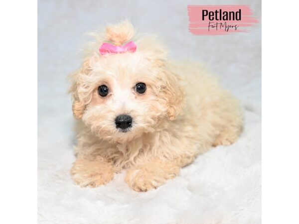 Poodle--Female---Petland Fort Myers, Florida