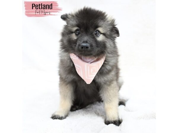 Keeshond--Female---Petland Fort Myers, Florida