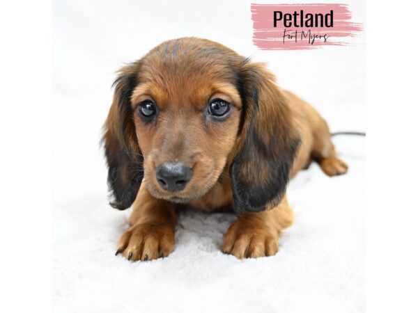 Dachshund--Female---Petland Fort Myers, Florida