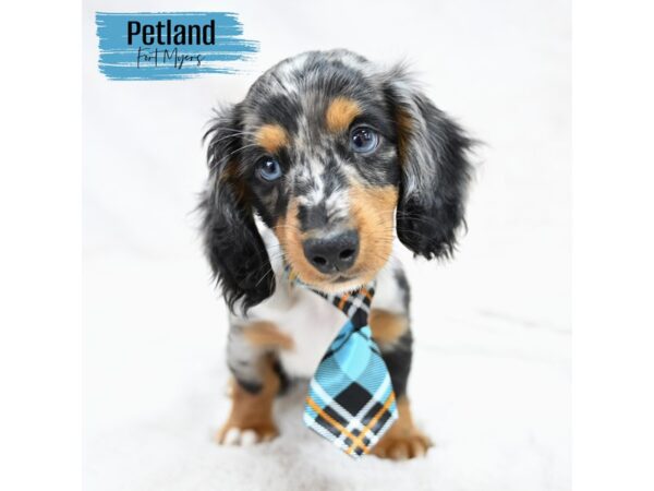Dachshund--Male---Petland Fort Myers, Florida