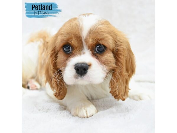 Cavalier King Charles Spaniel--Male---Petland Fort Myers, Florida