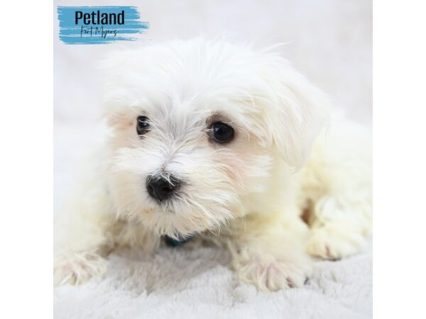 Maltese--Male---Petland Fort Myers, Florida