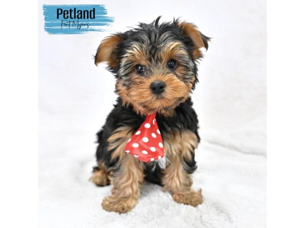 Yorkshire Terrier--Male---Petland Fort Myers, Florida