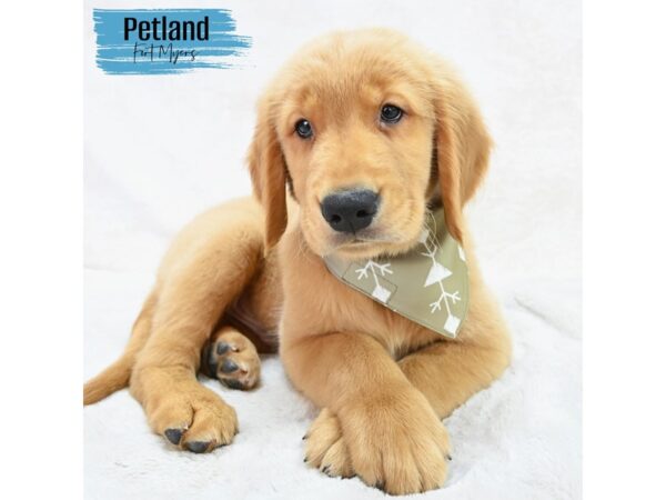 Golden Retriever--Male---Petland Fort Myers, Florida