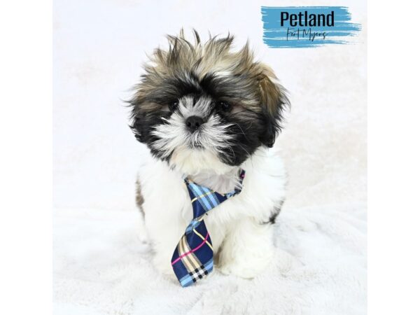 Shih Tzu--Male---Petland Fort Myers, Florida