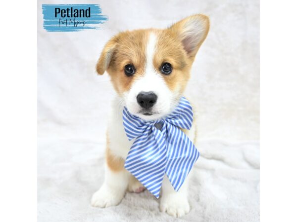Pembroke Welsh Corgi--Male---Petland Fort Myers, Florida