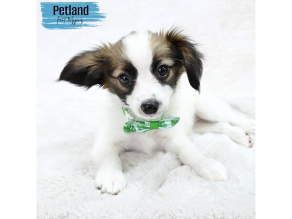 Papillon--Male---Petland Fort Myers, Florida