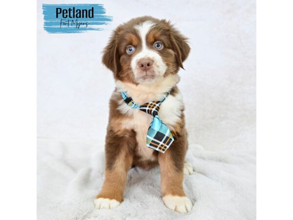 Miniature American Shepherd--Male---Petland Fort Myers, Florida